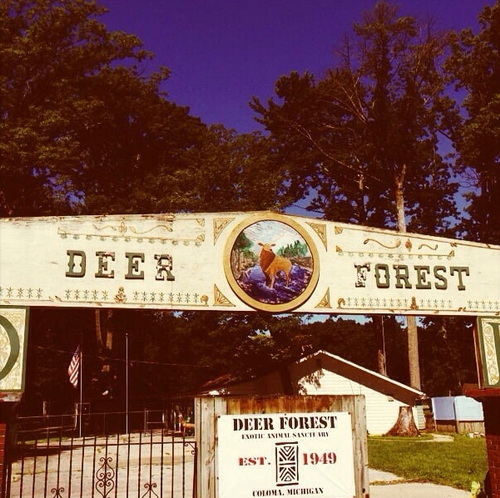 Deer Forest - Photos From Old Park Website (newer photo)
